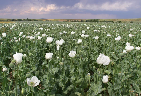 Opium bloeit — Stockfoto