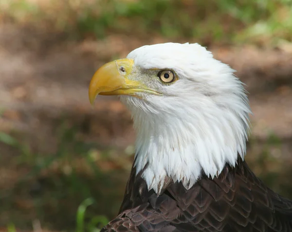 美国的秃头鹰 — 图库照片