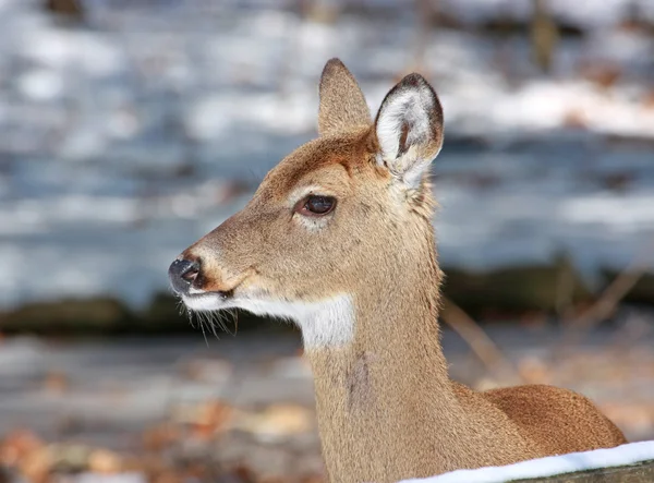 Portrait de cerf de Virginie — Photo