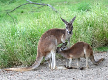Kanguru beslenme bebek joey