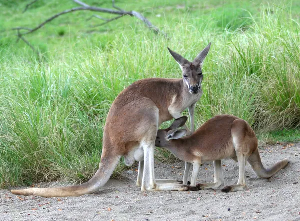 Kangaroo feeding baby joey — Stock Photo, Image