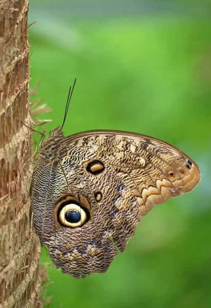 Owl Butterfly — Stock Photo, Image