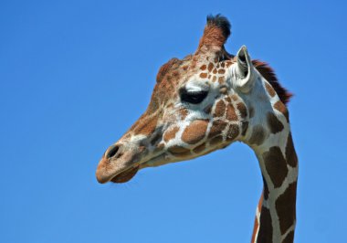 Bir zürafanın portresi