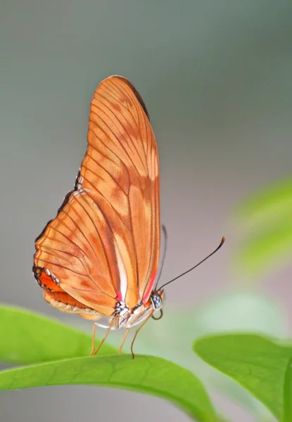 Dryas julia butterfly — Stockfoto