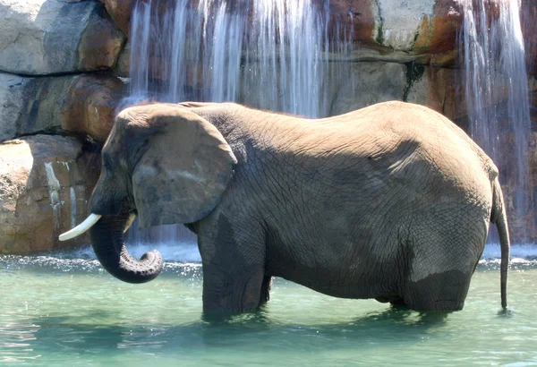 Elefante disfrutando de la cascada — Foto de Stock
