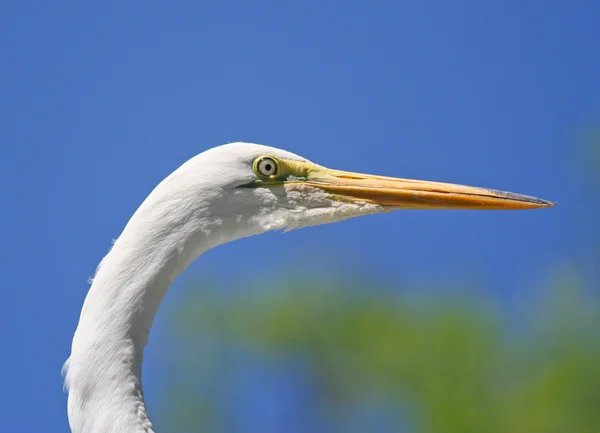 Egret huvud skott — Stockfoto
