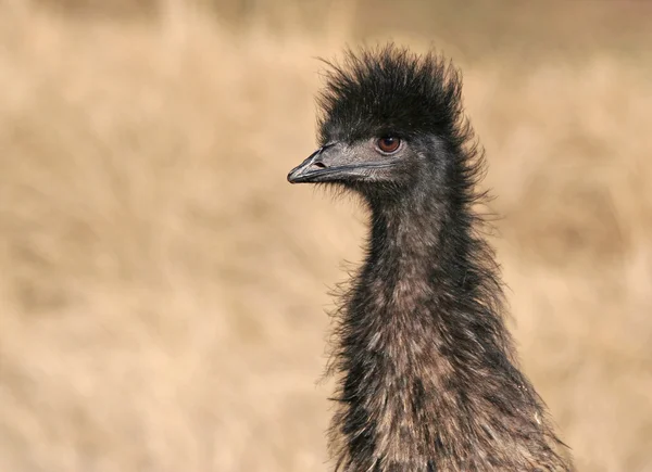 Emu aus nächster Nähe — Stockfoto