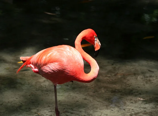Flamingo står i vannet. – stockfoto