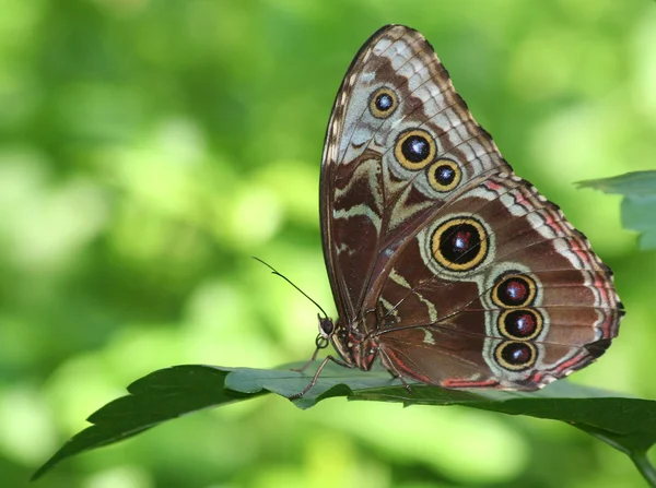 Błękitny motyl morfoński — Zdjęcie stockowe