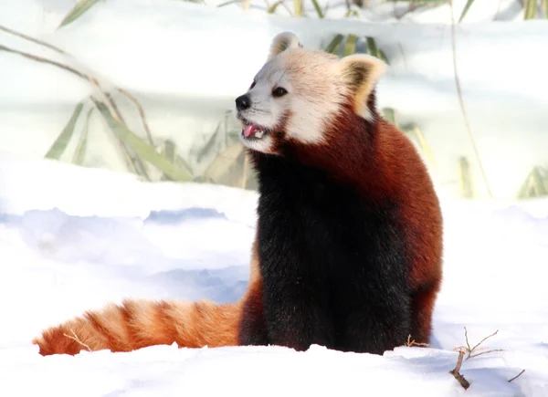 Red Panda godendo della neve — Foto Stock