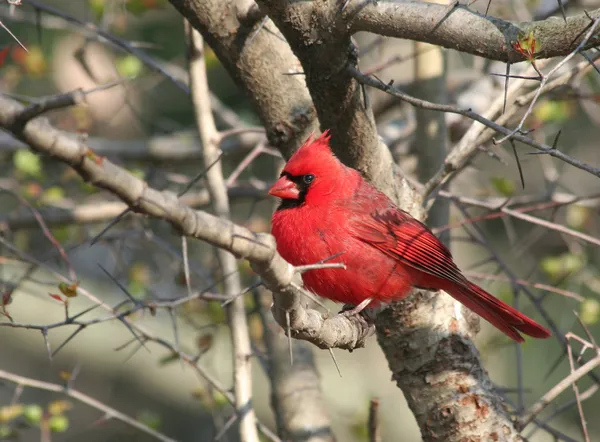 Uccello cardinale rosso sull'albero — Foto Stock