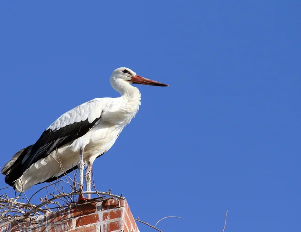 Stork står på gamla tegel skorstenen — Stockfoto
