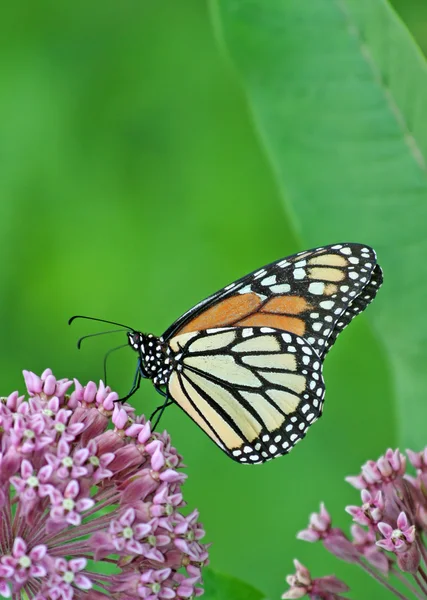 Monarca em Milkweed flor — Fotografia de Stock