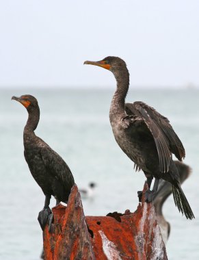 clearwater, florida, Çift Tepeli karabatak