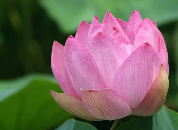 Pink Lotus Flower — Stock Photo, Image
