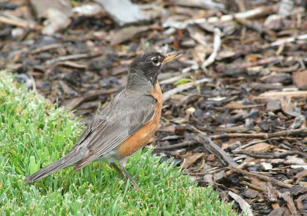 American Robin searching for food — Stock Photo, Image