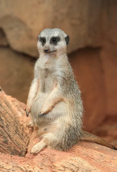 Porträt eines Erdmännchens — Stockfoto