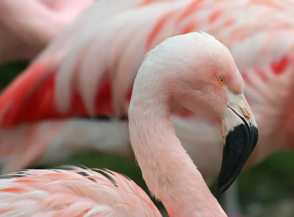 Şili pembe flamingo — Stok fotoğraf
