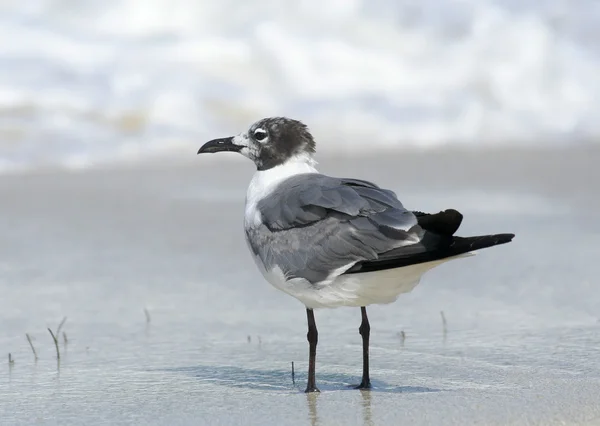 Смеющаяся чайка, стоящая на мокром песке — стоковое фото