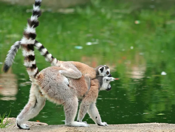 Lemur de cola anillada con su bebé — Foto de Stock