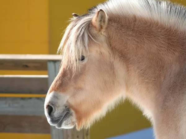 Roztomilý malý pony — Stock fotografie