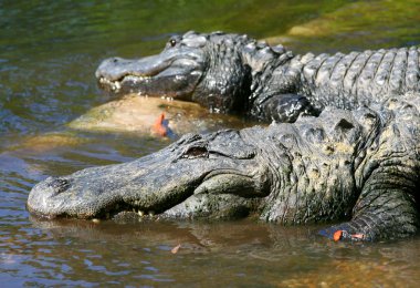 Amerikan timsahları Florida