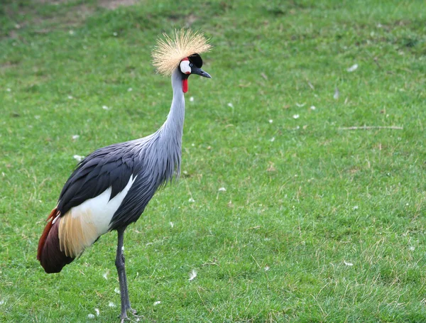 Grey Crowned Crane — Stock Photo, Image