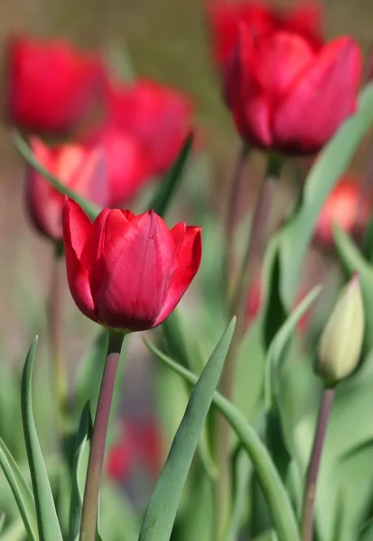 Tulipanes rojos — Foto de Stock