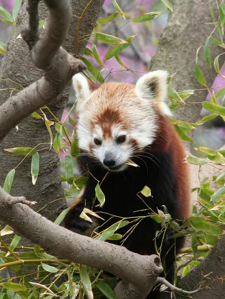 Panda rossa che mangia foglie di bambù — Foto Stock