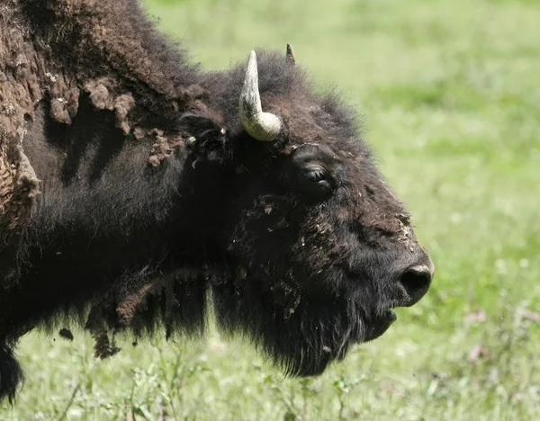 Amerikaanse bizon hoofd geschoten — Stockfoto