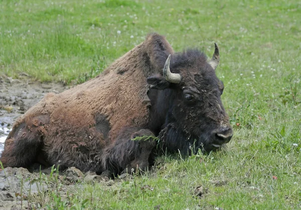 Amerikaanse bizon zitten in de modder — Stockfoto