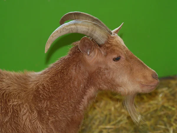 Billy goat porträtt med grön bakgrund — Stockfoto