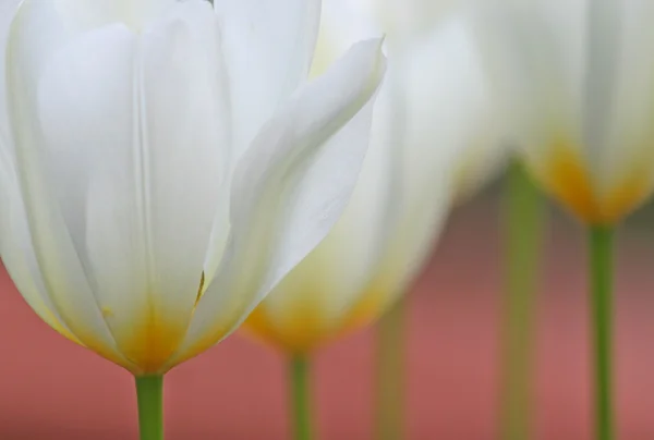 Tulipán blanco de cerca — Foto de Stock