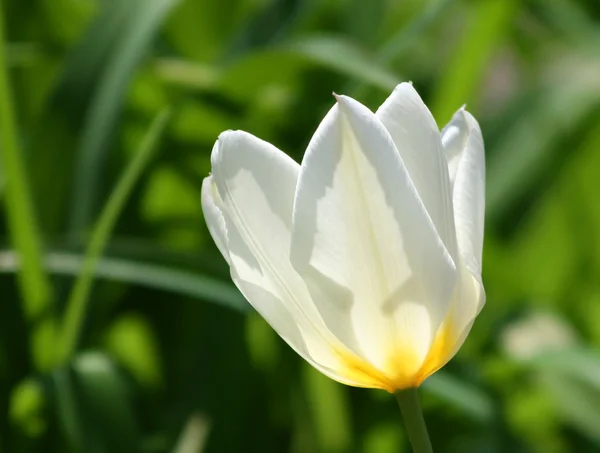 Tulipán blanco — Foto de Stock