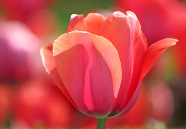 Pink and Orange Tulips — Stock Photo, Image