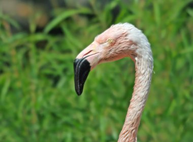 pembe flamingo kafa vurdu