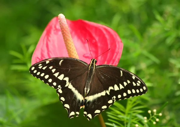 Mariposa de cola de golondrina en flor rosa — Foto de Stock