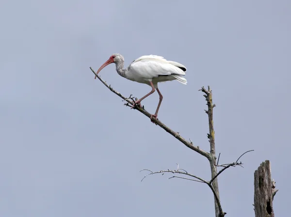 Vit ibis stående på trädet — Stockfoto
