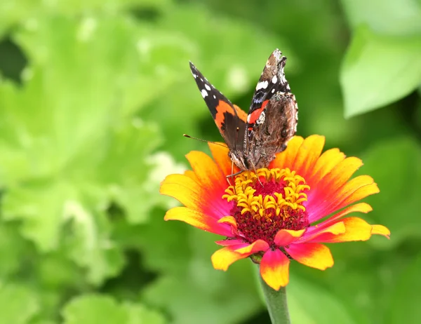 凡妮莎亚特兰大蝴蝶在橙色和粉红色的百日草花 — 图库照片