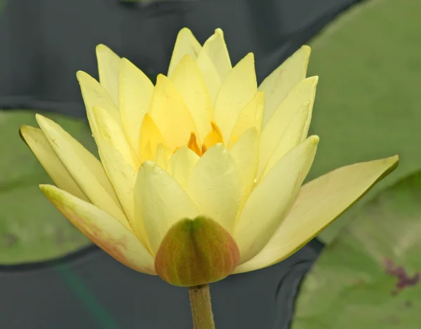 Gele waterlily close-up — Stockfoto