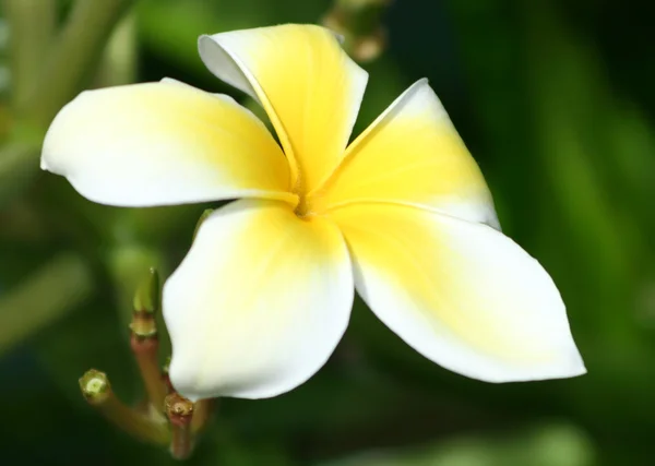 Plumeria Alba Close-up — Stockfoto