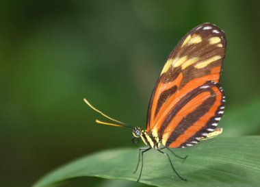 Kaplan Longwing kelebek (postacı ismenius)
