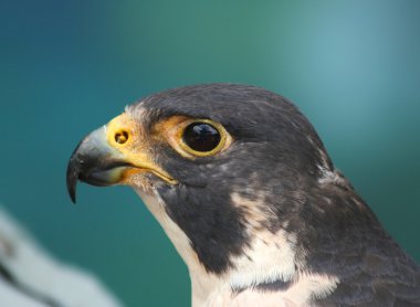 peregrine falcon portresi