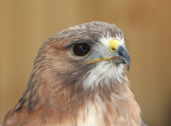 Portrait of A Red Tailed Hawk — Stock Photo, Image