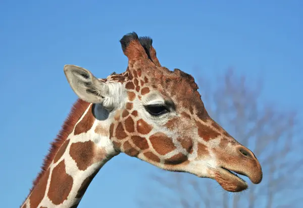 Portret van een giraffe — Stockfoto