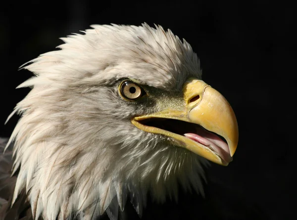 孤立在黑色美国白头鹰的肖像 — 图库照片