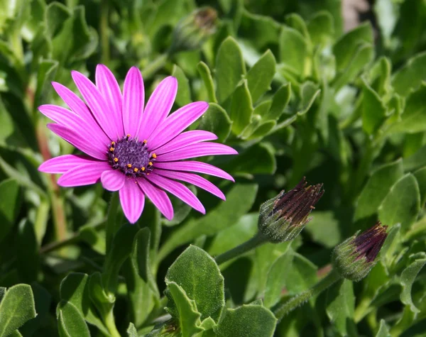 pembe ve mor pelerin papatya çiçeği
