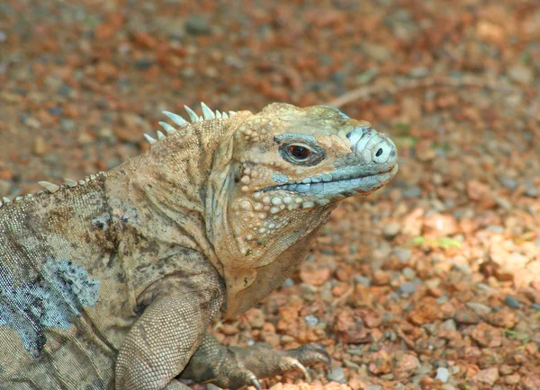 Retrato de Grande Caimão Azul Iguana — Fotografia de Stock