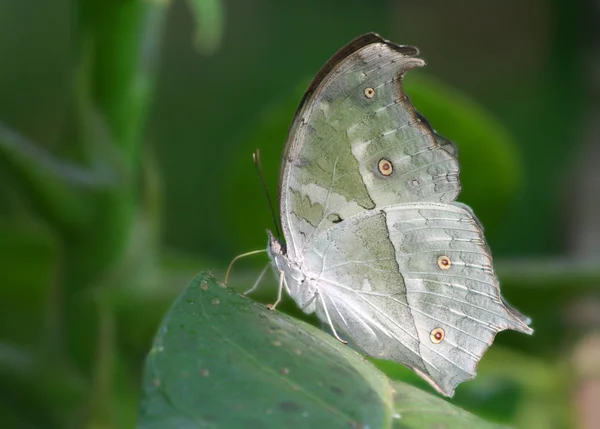 Matka perła motyl na liściu — Zdjęcie stockowe