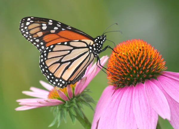 Monarch kelebek coneflower üzerinde besleme